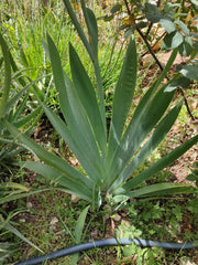 Iris Dolichosiphon Subsp Orientalis NoltieO Small Alpine Plant Restricted To High Elevations In Yunnan Sichuan Provinces Flower Seeds Plant