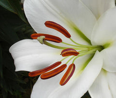 Pink Snowflake aka Zambesi Lily Blooms Species Growing Bonsai Bulbs Roots Rhizomes Corms Tubers Potted Planting Reblooming Fragrant Garden Flower Seeds Plant