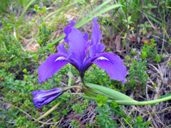 Iris Douglasiana Herbert Bearded Iris Species Growing Bonsai Bulbs Roots Rhizomes Corms Tubers Potted Planting Reblooming Fragrant Garden Flower Seeds Plant