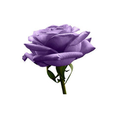 Purple Rose Seedlings Flower Seeds Perennial Growing Bonsai Corms Tubers Potted Planting Reblooming Fragrant Garden Roots Rhizomes Species Blooms Plant Bulbs Gardening Tree