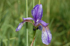 Iris Sibirica Has Blue Violet And Occasionally White Flowers And Native Italy Garden Flower Seeds Plant