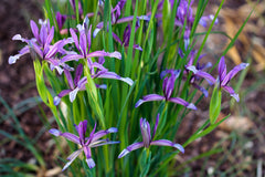 Iris Sintenisii Ssp. Brandzae Bearded Iris Species Growing Bonsai Bulbs Roots Rhizomes Corms Tubers Potted Planting Reblooming Fragrant Garden Flower Seeds Plant
