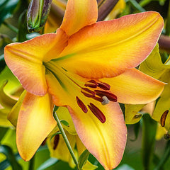 Glory of Summer Lily Tree Collection Lily Blooms Species Growing Bonsai Bulbs Roots Rhizomes Corms Tubers Potted Planting Reblooming Fragrant Garden Flower Seeds Plant