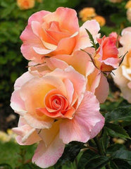 Coral Pink Rose Seedlings Flower Seeds Perennial Growing Bonsai Corms Tubers Potted Planting Reblooming Fragrant Garden Roots Rhizomes Species Blooms Plant Bulbs Gardening Tree