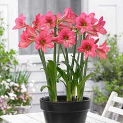 Sonatini Collection Amaryllis Hippeastrum Blooms Species Growing Bonsai Bulbs Roots Rhizomes Corms Tubers Potted Planting Reblooming Fragrant Garden Flower Seeds Plant  Size 12-16cm