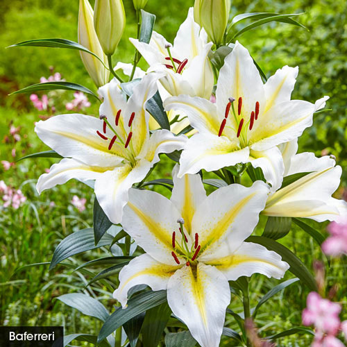 white lily root Acapulco Oriental Lily Species Growing Bonsai Bulbs Roots Rhizomes Corms Tubers Potted Planting Reblooming Fragrant Garden Flower Seeds Plant