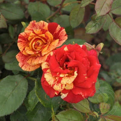 Valentina mural Rose Seedlings Flower Seeds Perennial Growing Bonsai Corms Tubers Potted Planting Reblooming Fragrant Garden Roots Rhizomes Species Blooms Plant Bulbs Gardening Tree - Seedsplant
