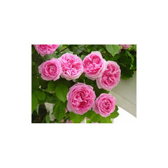 Pink Climbing Rose Seedlings Flower Seeds Perennial Growing Bonsai Corms Tubers Potted Planting Reblooming Fragrant Garden Roots Rhizomes Species Blooms Plant Bulbs Gardening Tree