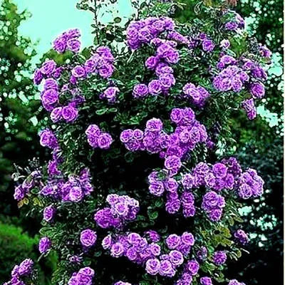 Index Rose Seedlings Flower Seeds Perennial Growing Bonsai Corms Tubers Potted Planting Reblooming Fragrant Garden Roots Rhizomes Species Blooms Plant Bulbs Gardening Tree