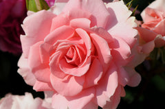 Beautiful Rose Seedlings Flower Seeds Perennial Growing Bonsai Corms Tubers Potted Planting Reblooming Fragrant Garden Roots Rhizomes Species Blooms Plant Bulbs Gardening Tree - Seedsplant