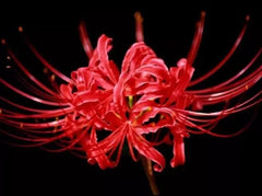 Gorgeous Lycoris Spider Lilies Bulbs Radiata Hurricane Lily Cluster Amayllis Growing Bonsai Roots Rhizomes Corms Tubers Potted Planting Reblooming Fragrant Garden Species Blooms Flower Seeds Plant Gardening - Seedsplant