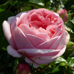 Voyage Rose Seedlings Flower Seeds Perennial Growing Bonsai Corms Tubers Potted Planting Reblooming Fragrant Garden Roots Rhizomes Species Blooms Plant Bulbs Gardening Tree