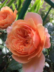 Joy Rose Seedlings Flower Seeds Perennial Growing Bonsai Corms Tubers Potted Planting Reblooming Fragrant Garden Roots Rhizomes Species Blooms Plant Bulbs Gardening Tree