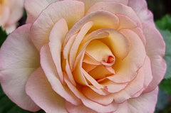 Perfume Kisses Rose Seedlings Flower Seeds Perennial Growing Bonsai Corms Tubers Potted Planting Reblooming Fragrant Garden Roots Rhizomes Species Blooms Plant Bulbs Gardening Tree