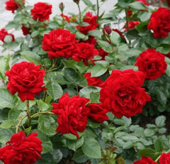 Desmond Tutu Rose Seedlings Flower Seeds Perennial Growing Bonsai Corms Tubers Potted Planting Reblooming Fragrant Garden Roots Rhizomes Species Blooms Plant Bulbs Gardening Tree - Seedsplant