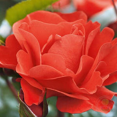 Westpoint Rose Seedlings Flower Seeds Perennial Growing Bonsai Corms Tubers Potted Planting Reblooming Fragrant Garden Roots Rhizomes Species Blooms Plant Bulbs Gardening Tree