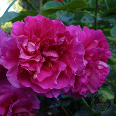 Westpol Rose Seedlings Flower Seeds Perennial Growing Bonsai Corms Tubers Potted Planting Reblooming Fragrant Garden Roots Rhizomes Species Blooms Plant Bulbs Gardening Tree