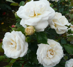 White Diamond Rose Seedlings Flower Seeds Perennial Growing Bonsai Corms Tubers Potted Planting Reblooming Fragrant Garden Roots Rhizomes Species Blooms Plant Bulbs Gardening Tree