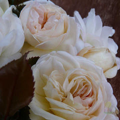 White Fox Rose Rose Seedlings Flower Seeds Perennial Growing Bonsai Corms Tubers Potted Planting Reblooming Fragrant Garden Roots Rhizomes Species Blooms Plant Bulbs Gardening Tree - Seedsplant
