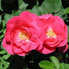 Winnipeg parks Rose Seedlings Flower Seeds Perennial Growing Bonsai Corms Tubers Potted Planting Reblooming Fragrant Garden Roots Rhizomes Species Blooms Plant Bulbs Gardening Tree