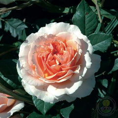 Xavier de Fraissinette Rose Seedlings Flower Seeds Perennial Growing Bonsai Corms Tubers Potted Planting Reblooming Fragrant Garden Roots Rhizomes Species Blooms Plant Bulbs Gardening Tree