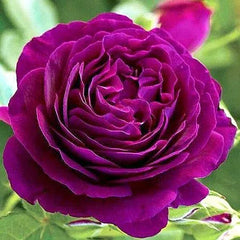 Twilight Zone Rose Seedlings Flower Seeds Perennial Growing Bonsai Corms Tubers Potted Planting Reblooming Fragrant Garden Roots Rhizomes Species Blooms Plant Bulbs Gardening Tree