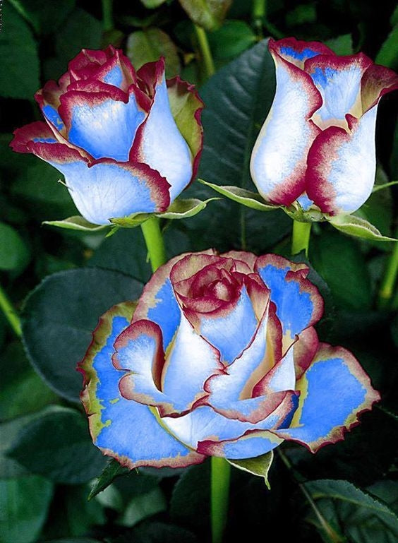 Rainbow Rose Seedlings Flower Seeds Perennial Growing Bonsai Corms Tubers Potted Planting Reblooming Fragrant Garden Roots Rhizomes Species Blooms Plant Bulbs Gardening Tree
