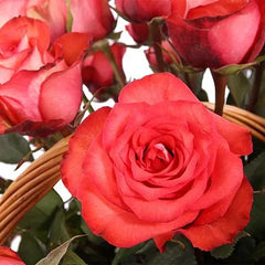 Iguana Rose Seedlings Flower Seeds Perennial Growing Bonsai Corms Tubers Potted Planting Reblooming Fragrant Garden Roots Rhizomes Species Blooms Plant Bulbs Gardening Tree