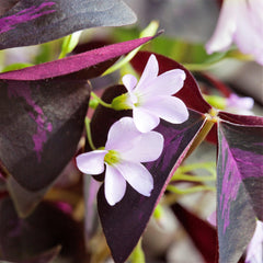 Triangularis Purple Oxalis Bulbs Wood Sorrel Shamrock Perennial Growing Bonsai Roots Rhizomes Corms Tubers Potted Planting Reblooming Fragrant Garden Species Blooms Flower Seeds Plant Gardening - Seedsplant