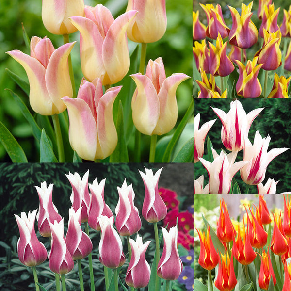Flower Bicolour Tulip Collection Bulbs Blooms Species Growing Bonsai Roots Rhizomes Corms Tubers Potted Planting Reblooming Fragrant Garden Flower Seeds Plant