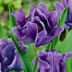 New Parrot Tulip Collection Bulbs Blooms Species Growing Bonsai Roots Rhizomes Corms Tubers Potted Planting Reblooming Fragrant Garden Flower Seeds Plant