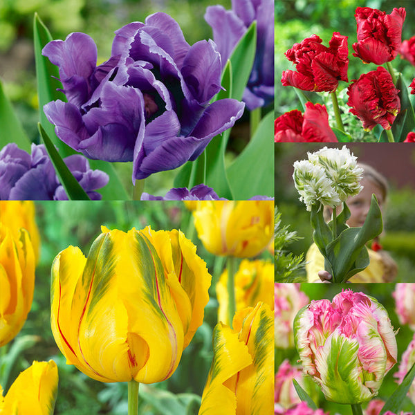 New Parrot Tulip Collection Bulbs Blooms Species Growing Bonsai Roots Rhizomes Corms Tubers Potted Planting Reblooming Fragrant Garden Flower Seeds Plant