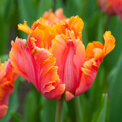 Parrot Collection Tulip Bulbs Blooms Species Growing Bonsai Roots Rhizomes Corms Tubers Potted Planting Reblooming Fragrant Garden Flower Seeds Plant