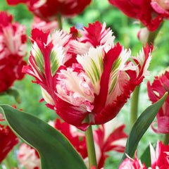 Parrot Collection Tulip Bulbs Blooms Species Growing Bonsai Roots Rhizomes Corms Tubers Potted Planting Reblooming Fragrant Garden Flower Seeds Plant