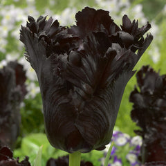 Parrot Collection Tulip Bulbs Blooms Species Growing Bonsai Roots Rhizomes Corms Tubers Potted Planting Reblooming Fragrant Garden Flower Seeds Plant