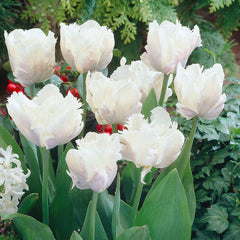 Parrot Collection Tulip Bulbs Blooms Species Growing Bonsai Roots Rhizomes Corms Tubers Potted Planting Reblooming Fragrant Garden Flower Seeds Plant
