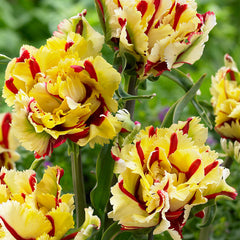 Parrot Collection Tulip Bulbs Blooms Species Growing Bonsai Roots Rhizomes Corms Tubers Potted Planting Reblooming Fragrant Garden Flower Seeds Plant