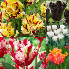 Parrot Collection Tulip Bulbs Blooms Species Growing Bonsai Roots Rhizomes Corms Tubers Potted Planting Reblooming Fragrant Garden Flower Seeds Plant