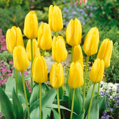 RHS AGM Tulip Collection Bulbs Blooms Species Growing Bonsai Roots Rhizomes Corms Tubers Potted Planting Reblooming Fragrant Garden Flower Seeds Plant