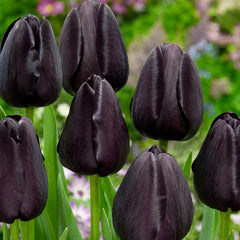 RHS AGM Tulip Collection Bulbs Blooms Species Growing Bonsai Roots Rhizomes Corms Tubers Potted Planting Reblooming Fragrant Garden Flower Seeds Plant