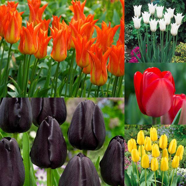 RHS AGM Tulip Collection Bulbs Blooms Species Growing Bonsai Roots Rhizomes Corms Tubers Potted Planting Reblooming Fragrant Garden Flower Seeds Plant