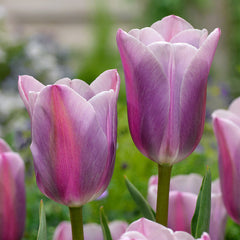 Relaxing Colour Tulip Collection Tulip Bulbs Blooms Species Growing Bonsai Roots Rhizomes Corms Tubers Potted Planting Reblooming Fragrant Garden Flower Seeds Plant