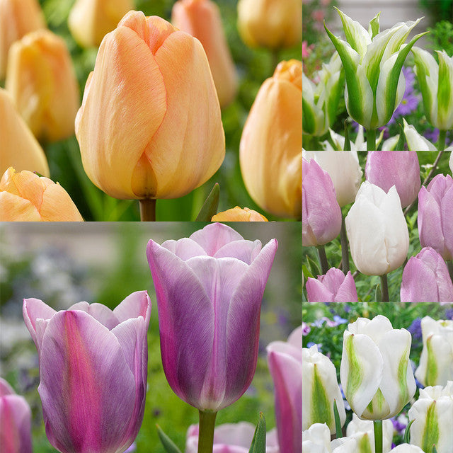 Relaxing Colour Tulip Collection Tulip Bulbs Blooms Species Growing Bonsai Roots Rhizomes Corms Tubers Potted Planting Reblooming Fragrant Garden Flower Seeds Plant