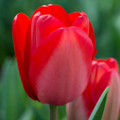 Tulip Bulbs Darwin Hybrid Collection Blooms Species Growing Bonsai Roots Rhizomes Corms Tubers Potted Planting Reblooming Fragrant Garden Flower Seeds Plant