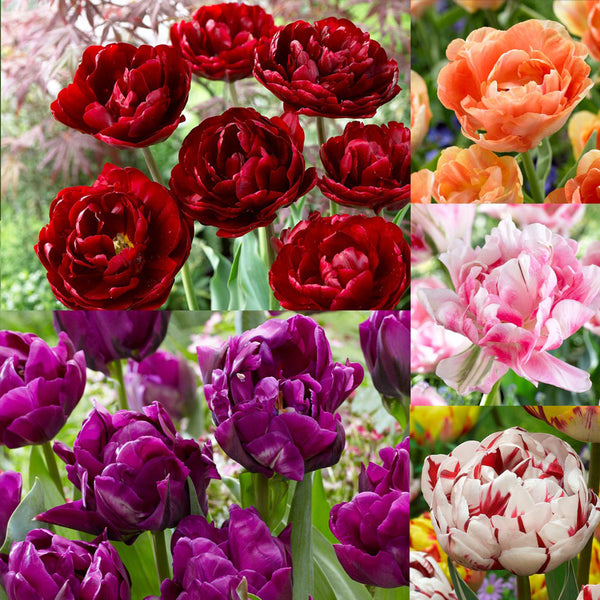 50 Tulip Double Late Collection Bulbs Blooms Species Growing Bonsai Roots Rhizomes Corms Tubers Potted Planting Reblooming Fragrant Garden Flower Seeds Plant