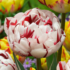 50 Tulip Double Late Collection Bulbs Blooms Species Growing Bonsai Roots Rhizomes Corms Tubers Potted Planting Reblooming Fragrant Garden Flower Seeds Plant - Seedsplant