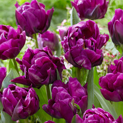 50 Tulip Double Late Collection Bulbs Blooms Species Growing Bonsai Roots Rhizomes Corms Tubers Potted Planting Reblooming Fragrant Garden Flower Seeds Plant - Seedsplant