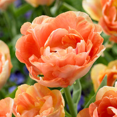 50 Tulip Double Late Collection Bulbs Blooms Species Growing Bonsai Roots Rhizomes Corms Tubers Potted Planting Reblooming Fragrant Garden Flower Seeds Plant - Seedsplant