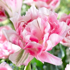 50 Tulip Double Late Collection Bulbs Blooms Species Growing Bonsai Roots Rhizomes Corms Tubers Potted Planting Reblooming Fragrant Garden Flower Seeds Plant - Seedsplant