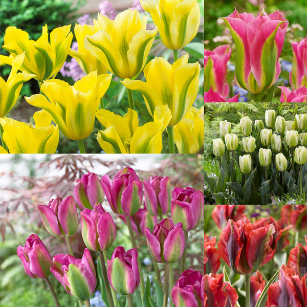 50 Tulip Viridiflora Collection (11-12cm Bulbs) Bulbs Blooms Species Growing Bonsai Roots Rhizomes Corms Tubers Potted Planting Reblooming Fragrant Garden Flower Seeds Plant